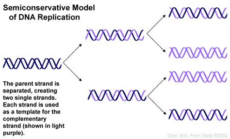 semiconservative replication definition biology|why is dna considered semiconservative.